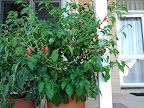 IMG_20111225_174405.jpg