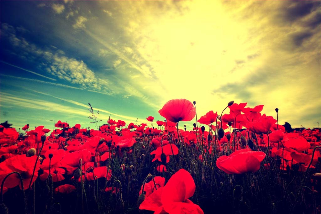 [Poppy-Fields-5%255B3%255D.jpg]
