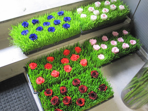 Freeze-dried roses are displayed out of their box for the event.