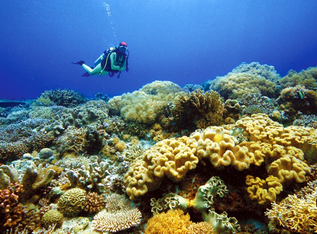 [tubbataha-coral-reef4.jpg]