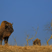 DSC42619_6_zimbrii.jpg