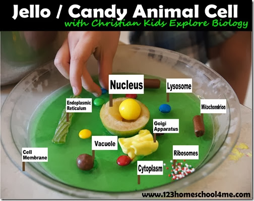 jello animal cells jello animal cells