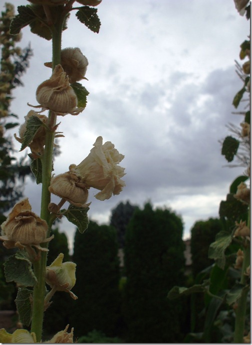 DSCF4070
