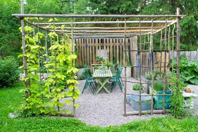 Pergola av hässjastörar Pergola av hässjastörar