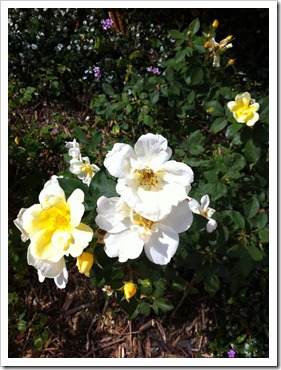 yellow-rose