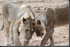 October 28, 2012 loving lions