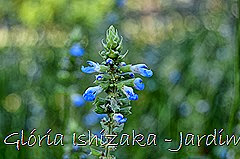 Glória Ishizaka - Jardim Botânico Nagai - Osaka 40