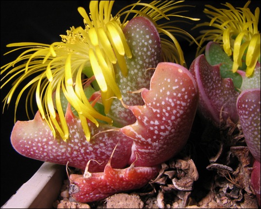 faucaria_tigrina-ellis-1280x1024 faucaria_tigrina-ellis-1280x1024