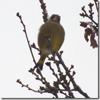siskin