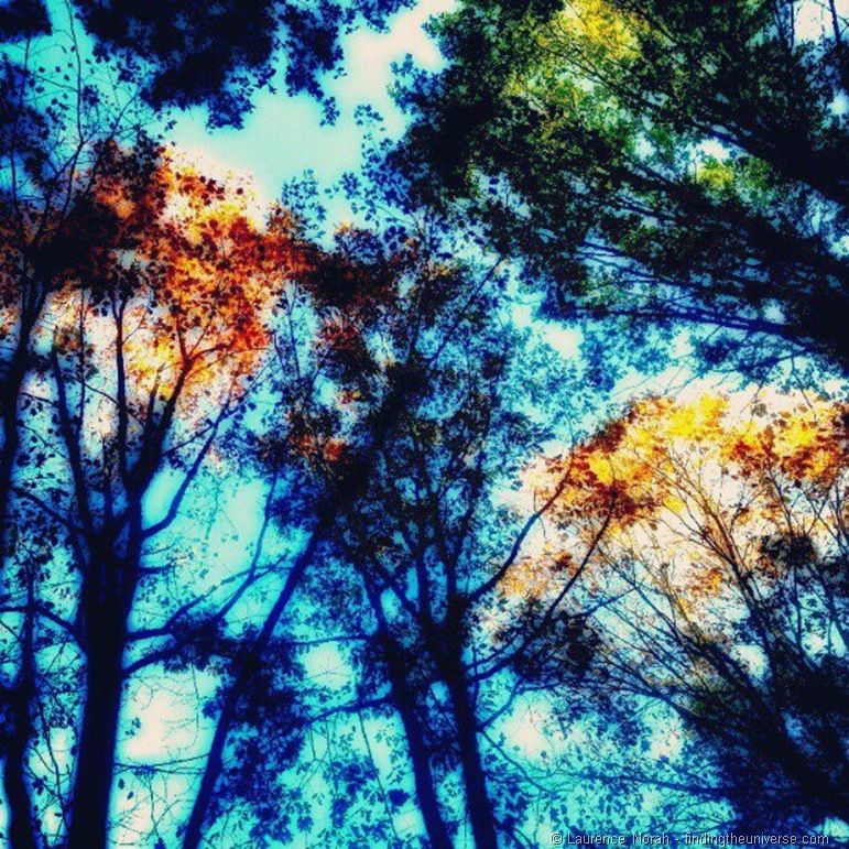 Instagram autumn trees