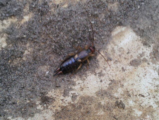 Sy's Garden Diary: Earwigs and beer traps