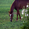 B0000910.jpg