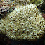 Corail-étoile