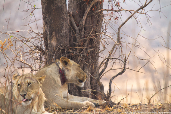 Lion with a poacher's snare around its neck. Egil Droge / Zambian Carnivore Program via Panthera and Mongabay