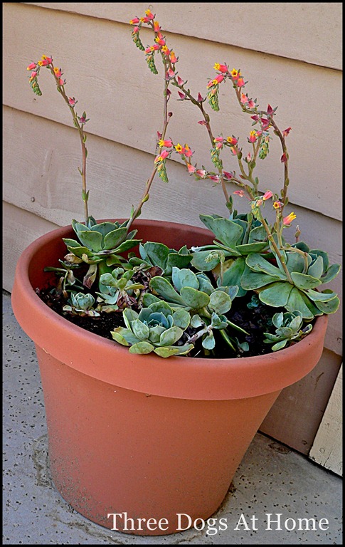 [plants-0015.jpg]