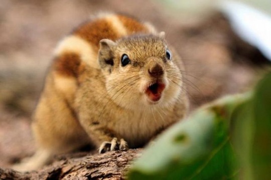 [funny-animals-cute-9%255B2%255D.jpg]