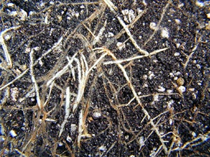 [salts-damage-on-roots-trun-brown3.jpg]