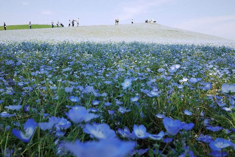 hitachi-seaside-park-11-790 hitachi-seaside-park-11-790