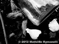Nature Morte Nature Morte