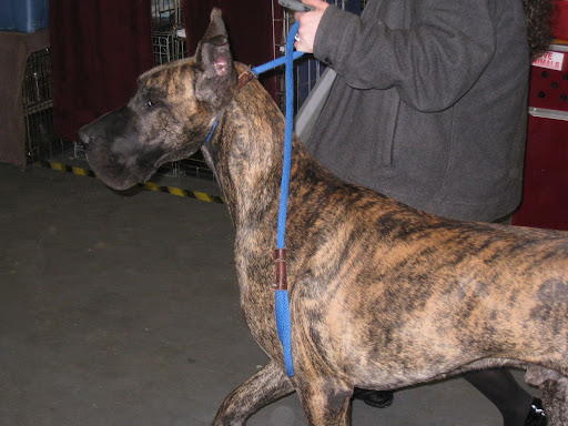 Great Dane
