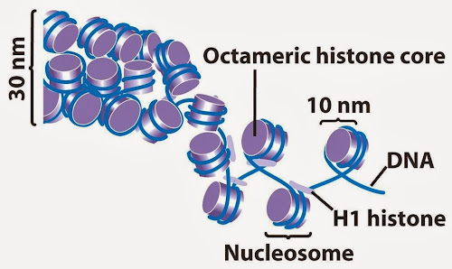 nucleosome