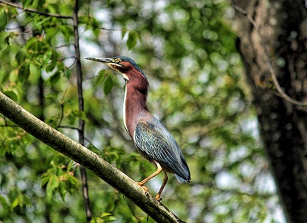 Green Heron 2