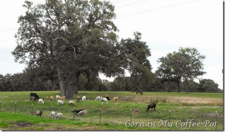 SHEEP TREE POND HILL 2