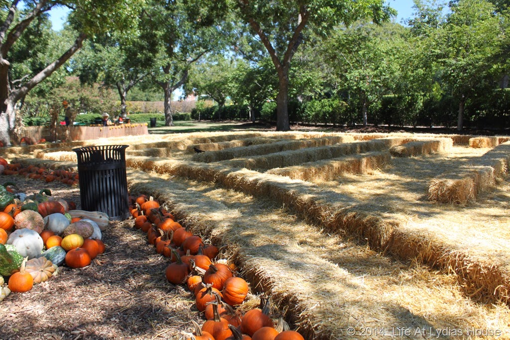 [Dallas-Arboretum---pumpkin-festival-%255B80%255D.jpg]
