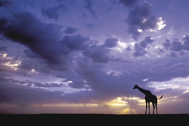 [giraffe%255B5%255D.jpg]