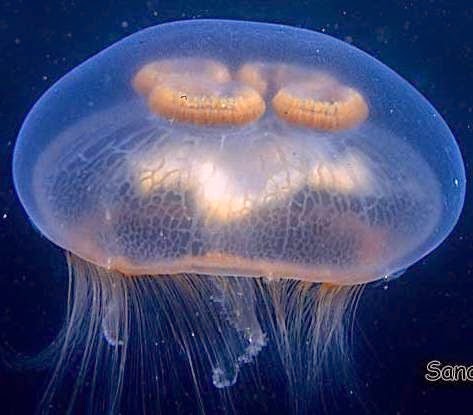 [jellyfishimagesaurelia82.jpg]