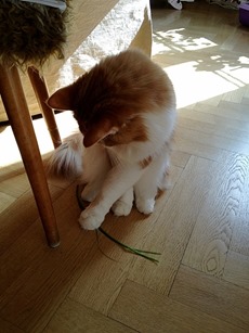 IMG_8238 IMG_8238