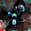 Harlequin Sweetlips (pre-adult)