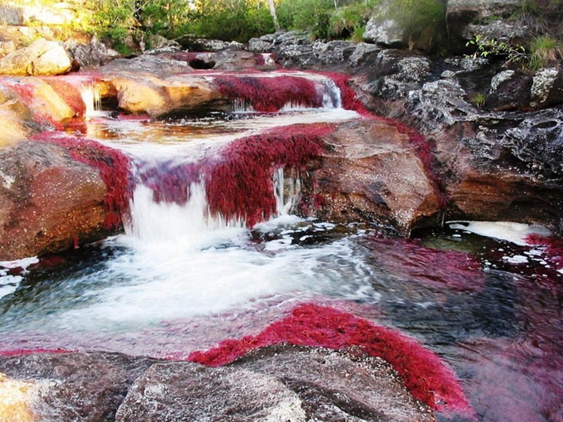 نهر الألوان الخمسة Cano-cristales-11%25255B3%25255D