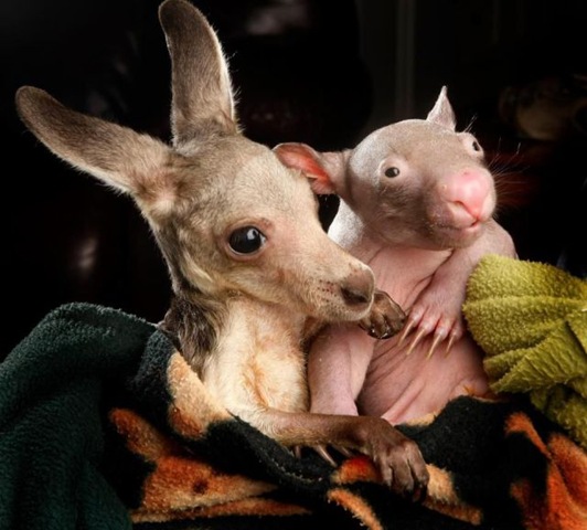 [funny-animals-cute-33%255B2%255D.jpg]