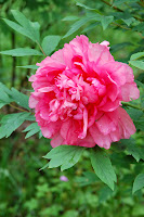 2014 április 26 Kámoni arborétum Paeonia suffruticosa fás bazsarózsa (15).jpg