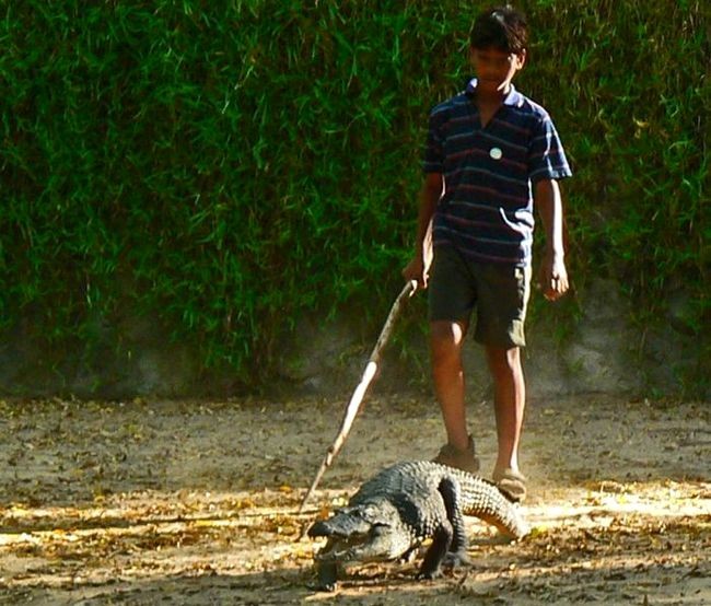 Unbelievable: Kids are training the crocodile