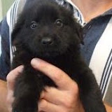 PAWS 2011