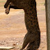 African Palm Civet - Photo (c) 116916927065934112165, some rights reserved (CC BY-NC-SA)