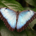 Blue morpho