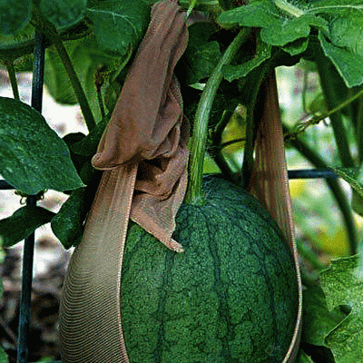Peluang Usaha Budidaya Melon Dasar Umum dalam Budidaya Melon