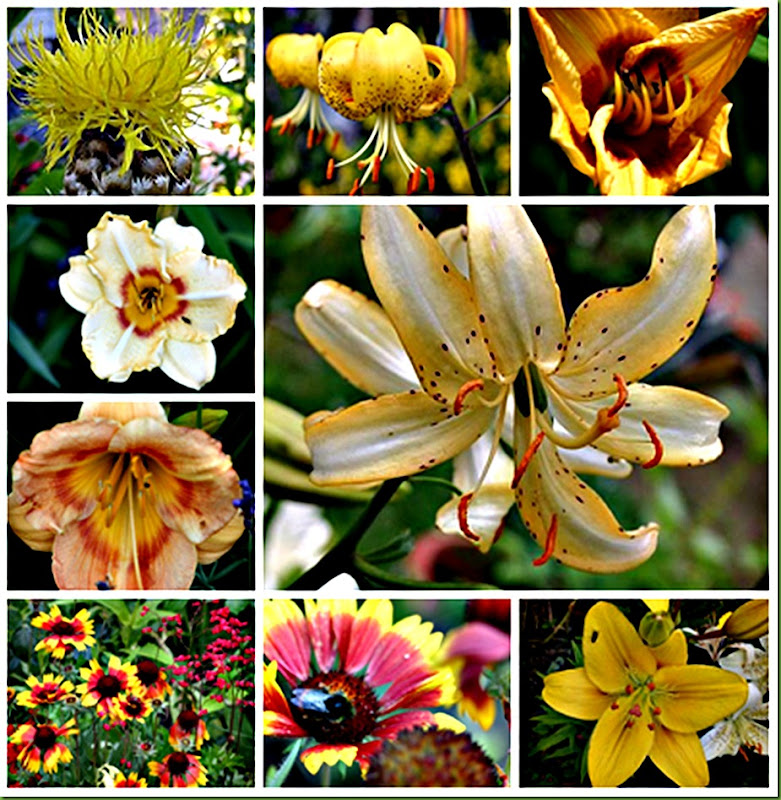 gulcollage1 gulcollage1