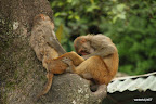 Two monkies