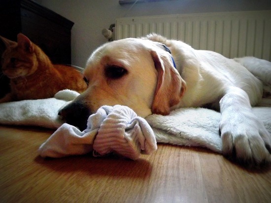 sock obsessed dog
