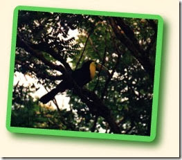 costarica5 costarica5