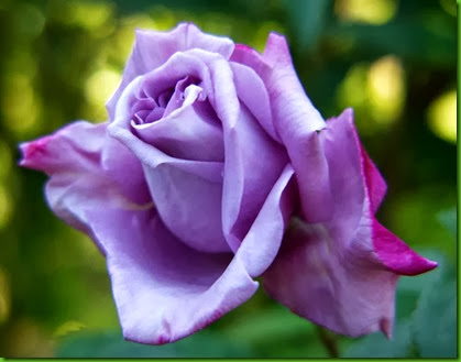 Rosa Blue Moon1