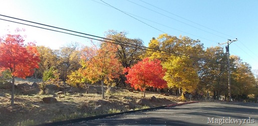 fall colours blog