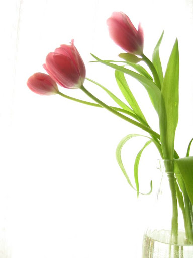 Tigon Flower