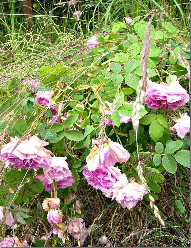Rosa på nrømmen 2 Rosa på nrømmen 2