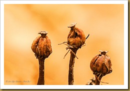 - Indian Pipe Fruit_DSC9708 April 21, 2012 NIKON D7000