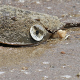 Project Limulus 2011